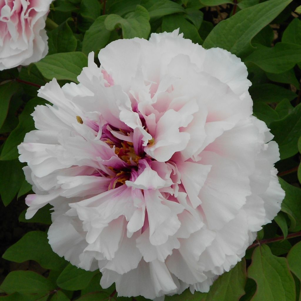 Paeonia suffruticosa Xue Ying Tao Hua (Peachy Snow) - Strauch-Pfingstrose