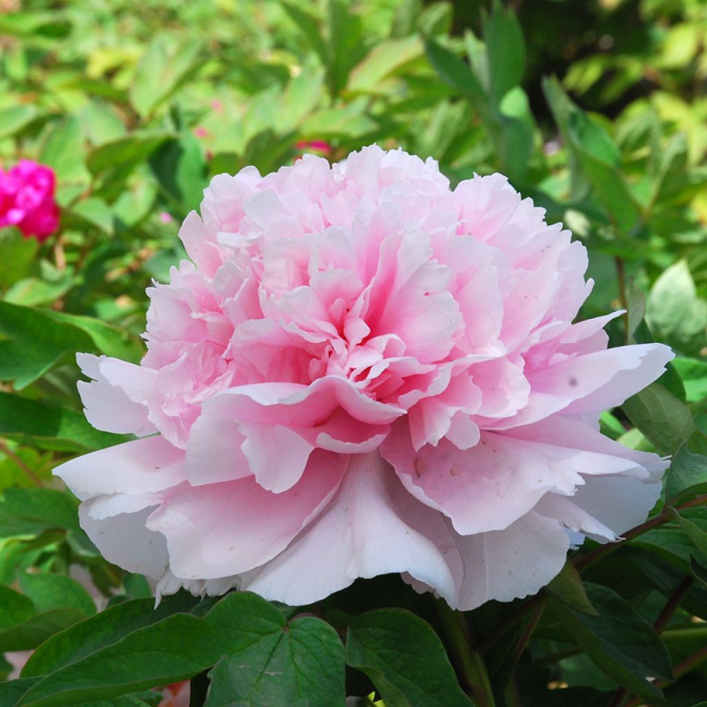 Paeonia suffruticosa Zhao Fen (Pink of the Past) - Strauch-Pfingstrose