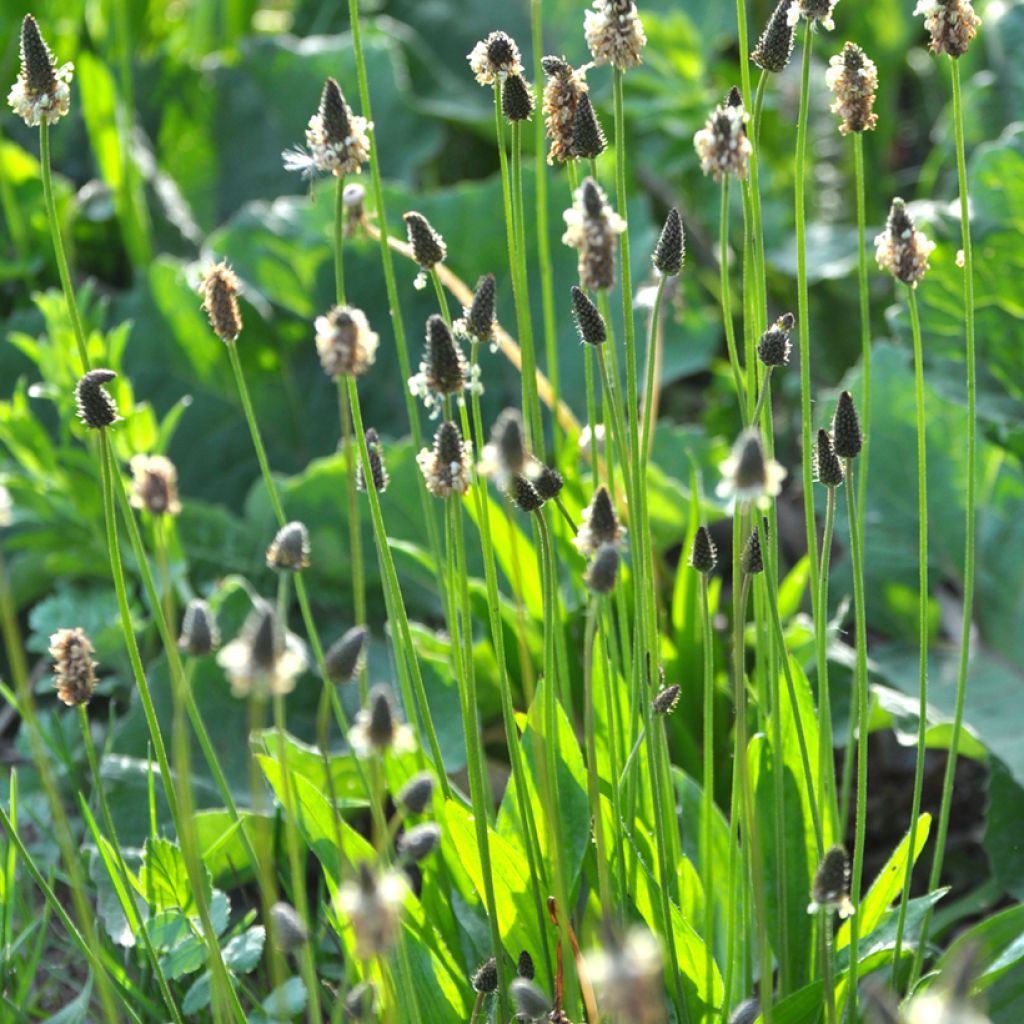 Spitz-Wegerich BIO (Samen) - Plantago lanceolata