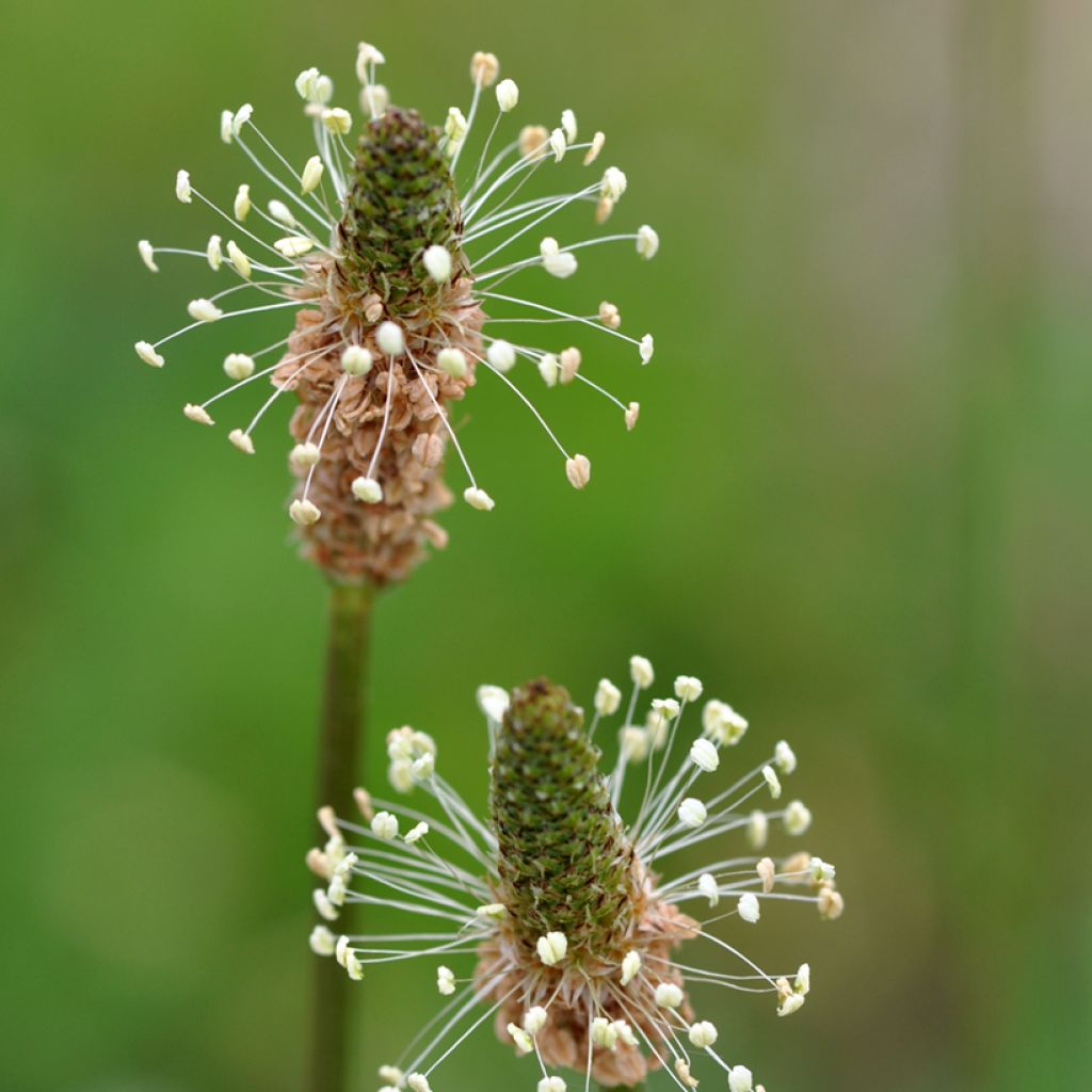 Spitz-Wegerich BIO (Samen) - Plantago lanceolata