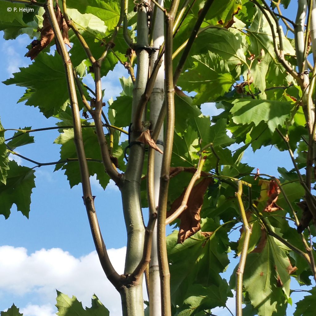 Platanus x hispanica Spartan - Ahornblättrige Platane