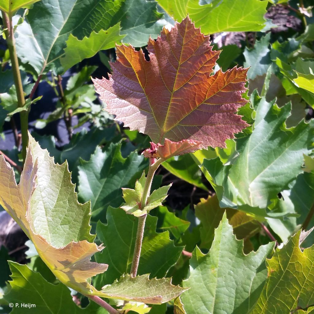 Platanus x hispanica Spartan - Ahornblättrige Platane