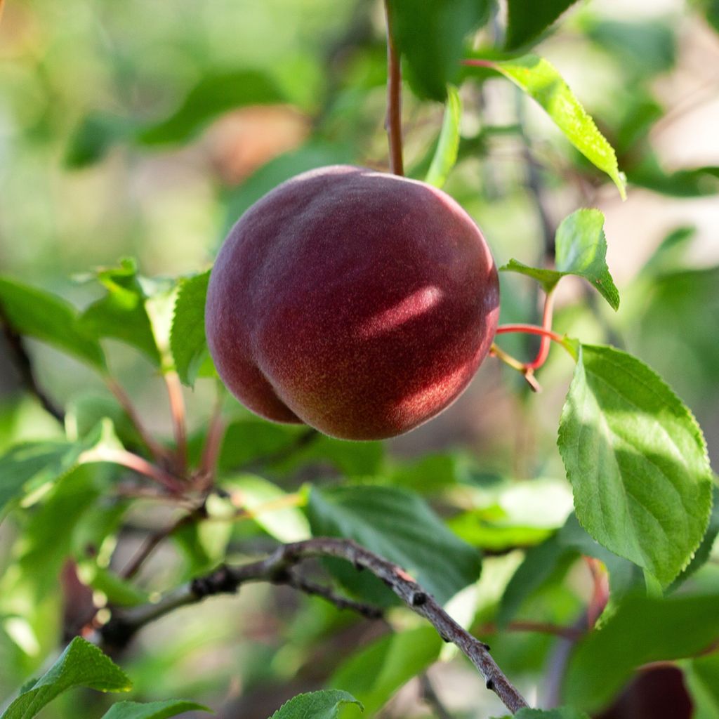Aprikosen-Pflaume Plumcot Vesuviano - Prunus × dasycarpa