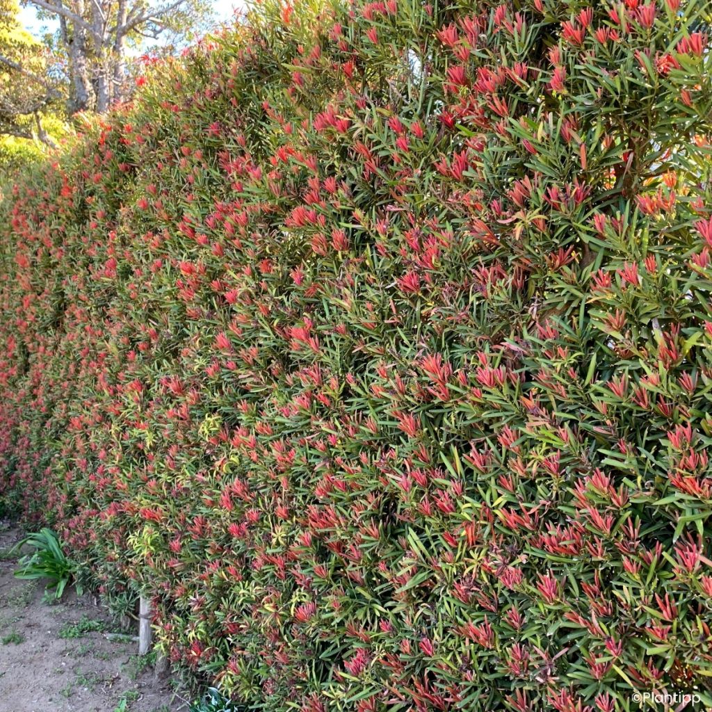 Podocarpus macrophyllus Mood Ring - Grossblättrige Steineibe