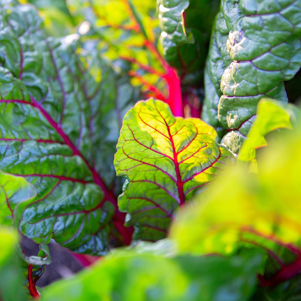 Grüner Mangold Fireworks BIO