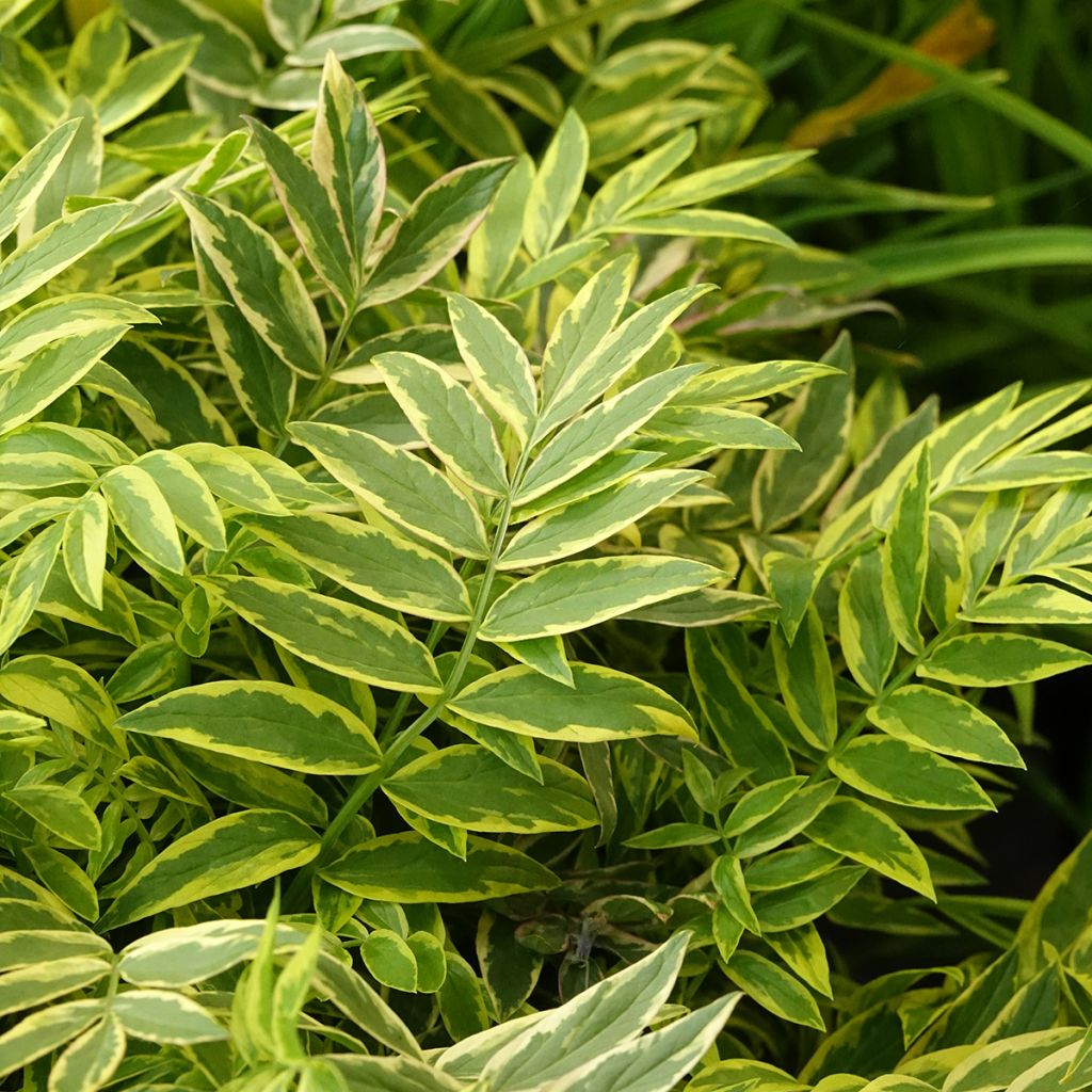 Polemonium pulcherrimum Golden Feathers - Jakobsleiter