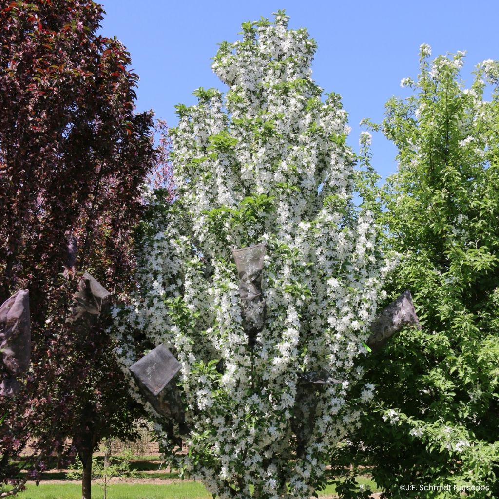 Zierapfel Ivory Spear - Malus