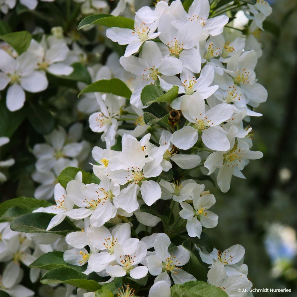 Zierapfel Ivory Spear - Malus