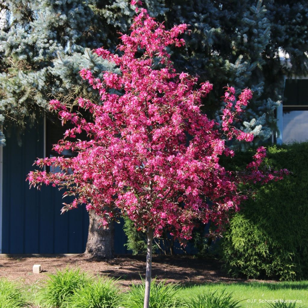 Zierapfel Royal  Raindrops - Malus