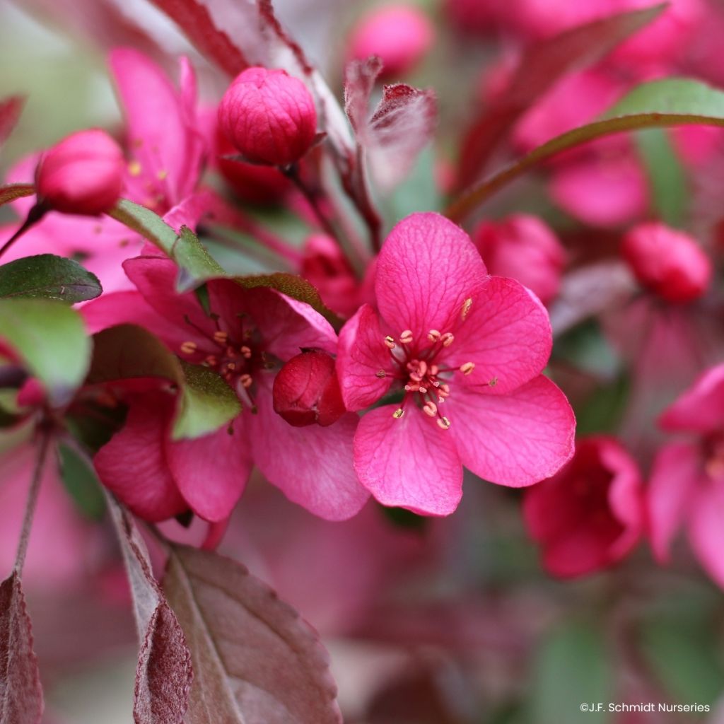 Zierapfel Royal  Raindrops - Malus