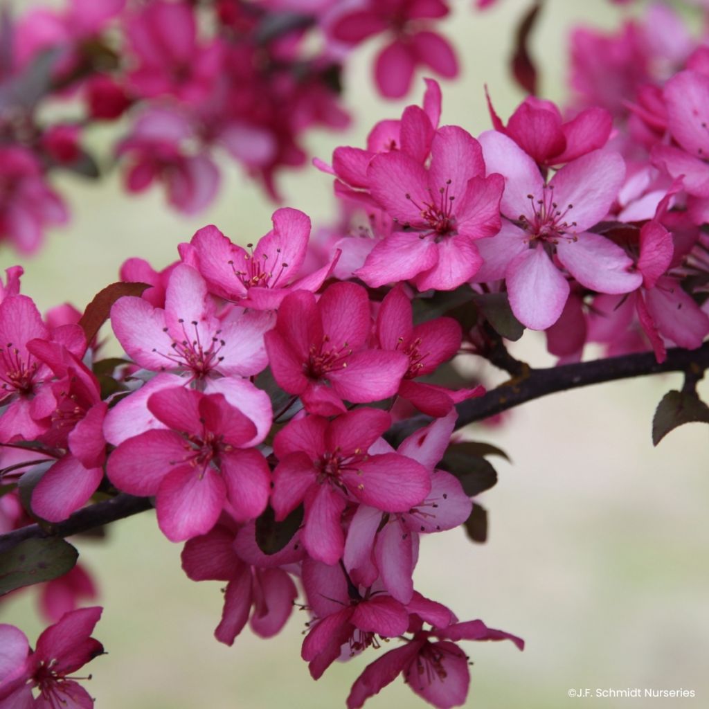 Zierapfel Royal  Raindrops - Malus
