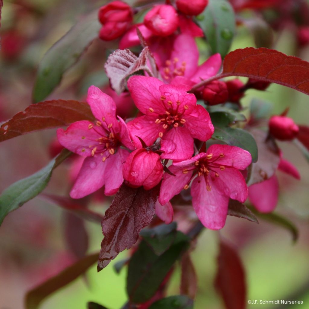Zierapfel Royal  Raindrops - Malus