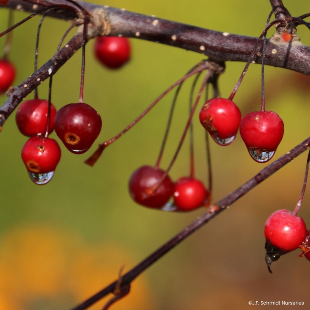 Zierapfel Royal  Raindrops - Malus