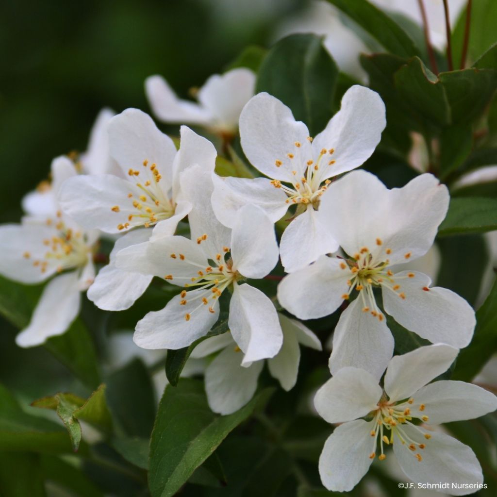 Zierapfel JFS Sparkling Sprite - Malus