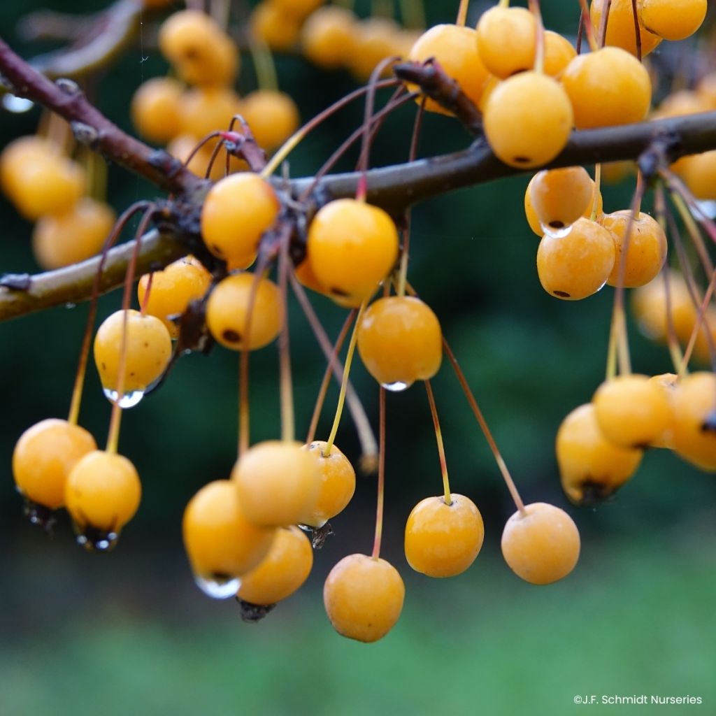 Zierapfel JFS Sparkling Sprite - Malus