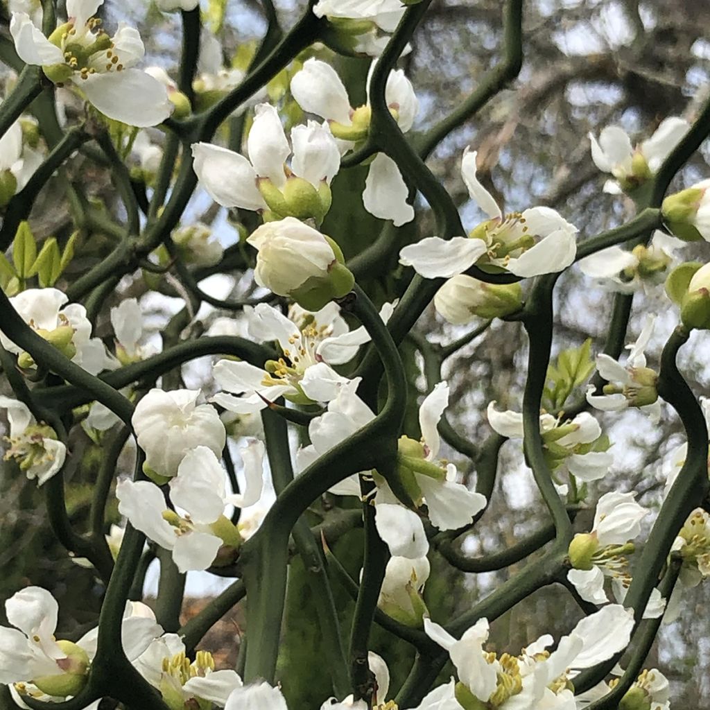 Dreiblättrige Orange Flying Dragon - Poncirus trifoliata