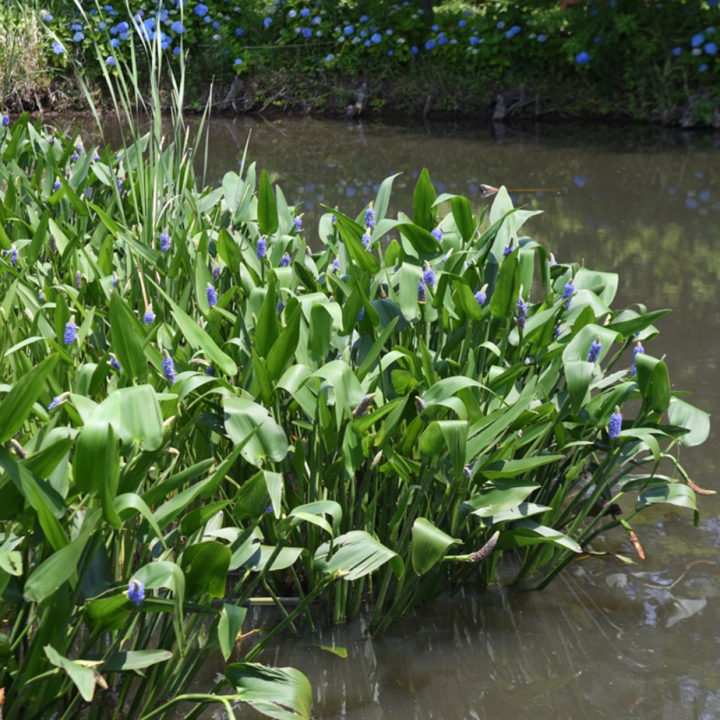 Pontederia cordata - Hechtkraut