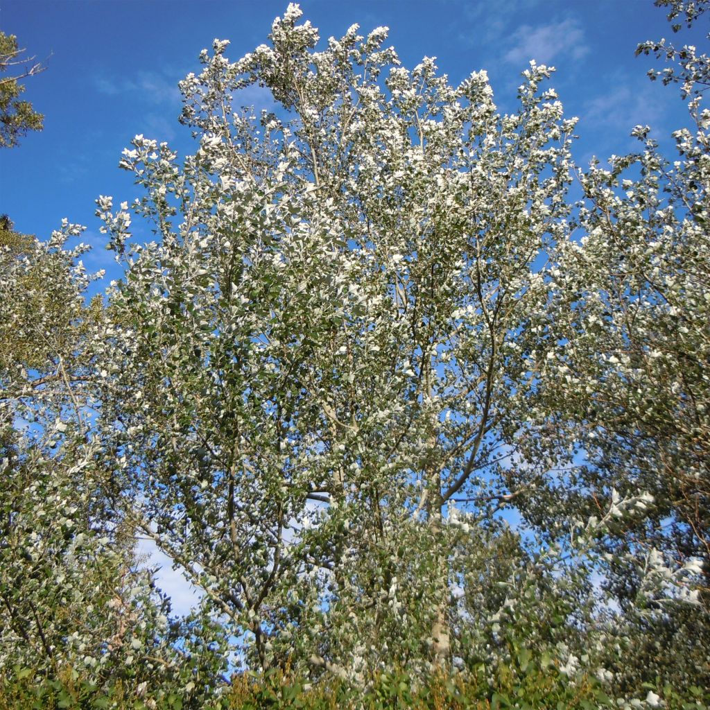 Silber-Pappel Nivea - Populus alba