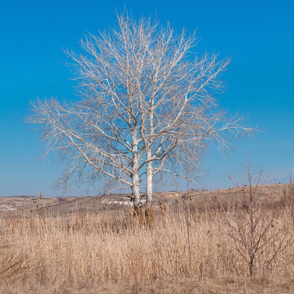 Silber-Pappel - Populus alba