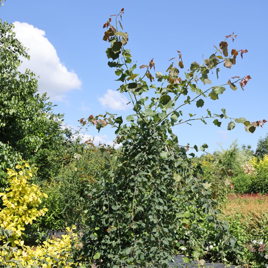 Zitterpappel Pendula - Populus tremula