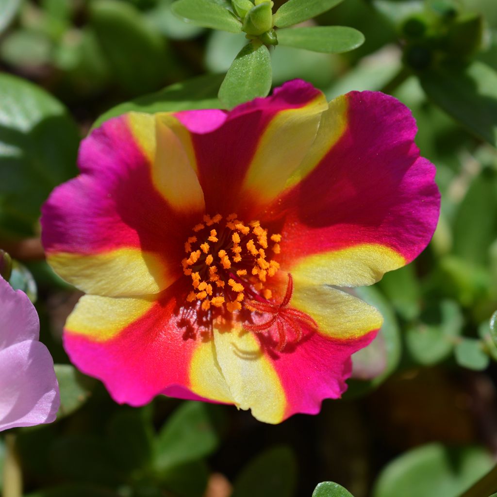 Portulak Campino Twist Pink - Portulaca