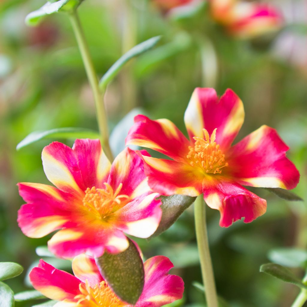 Portulak Campino Twist Pink - Portulaca