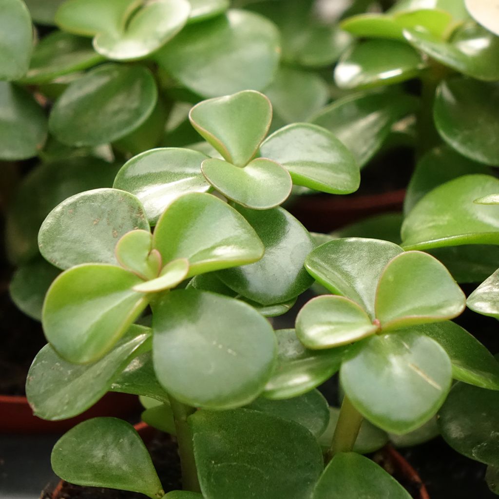 Portulacaria afra Variegata - Strauch-Portulak