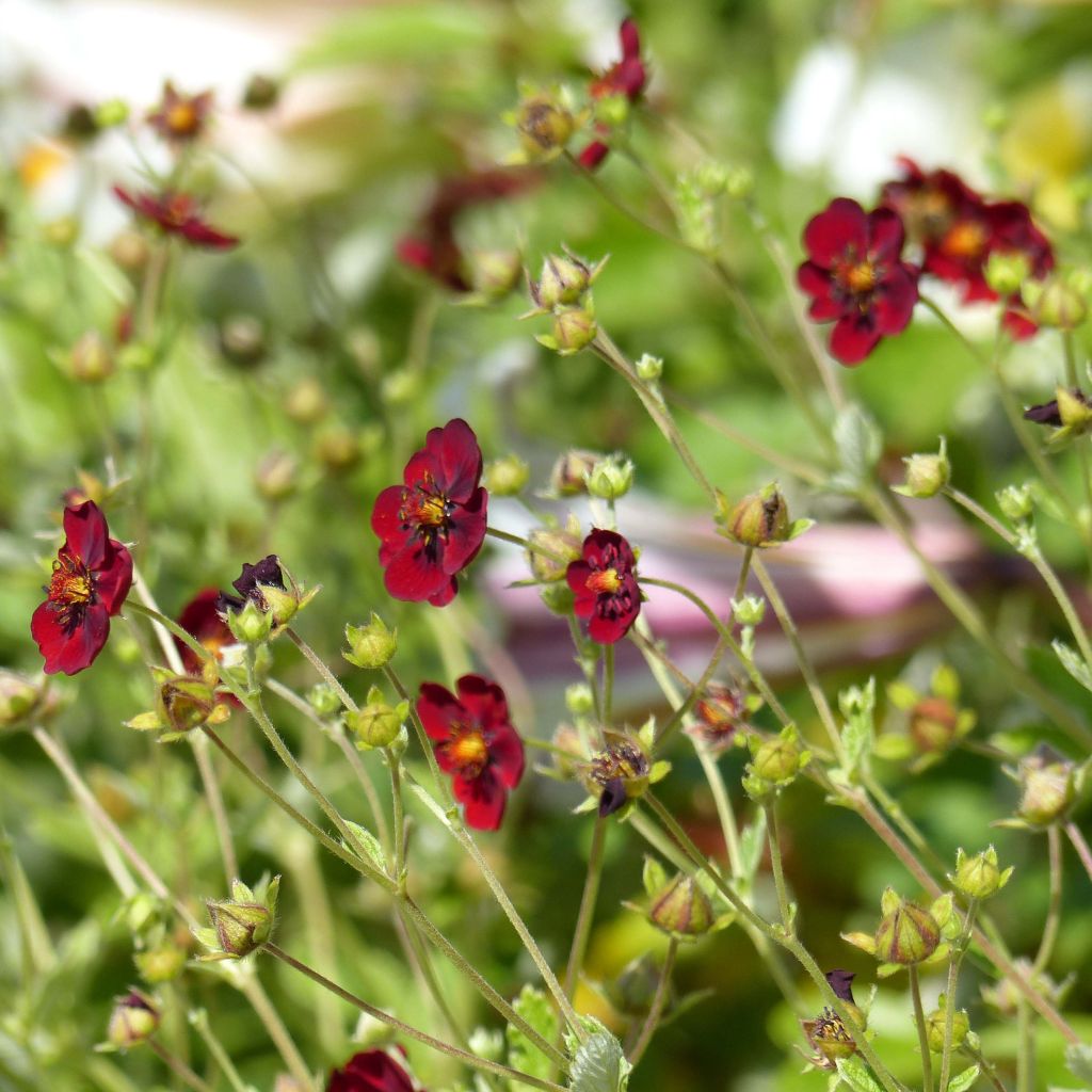 Blutrotes Fingerkraut - Potentilla atrosanguinea
