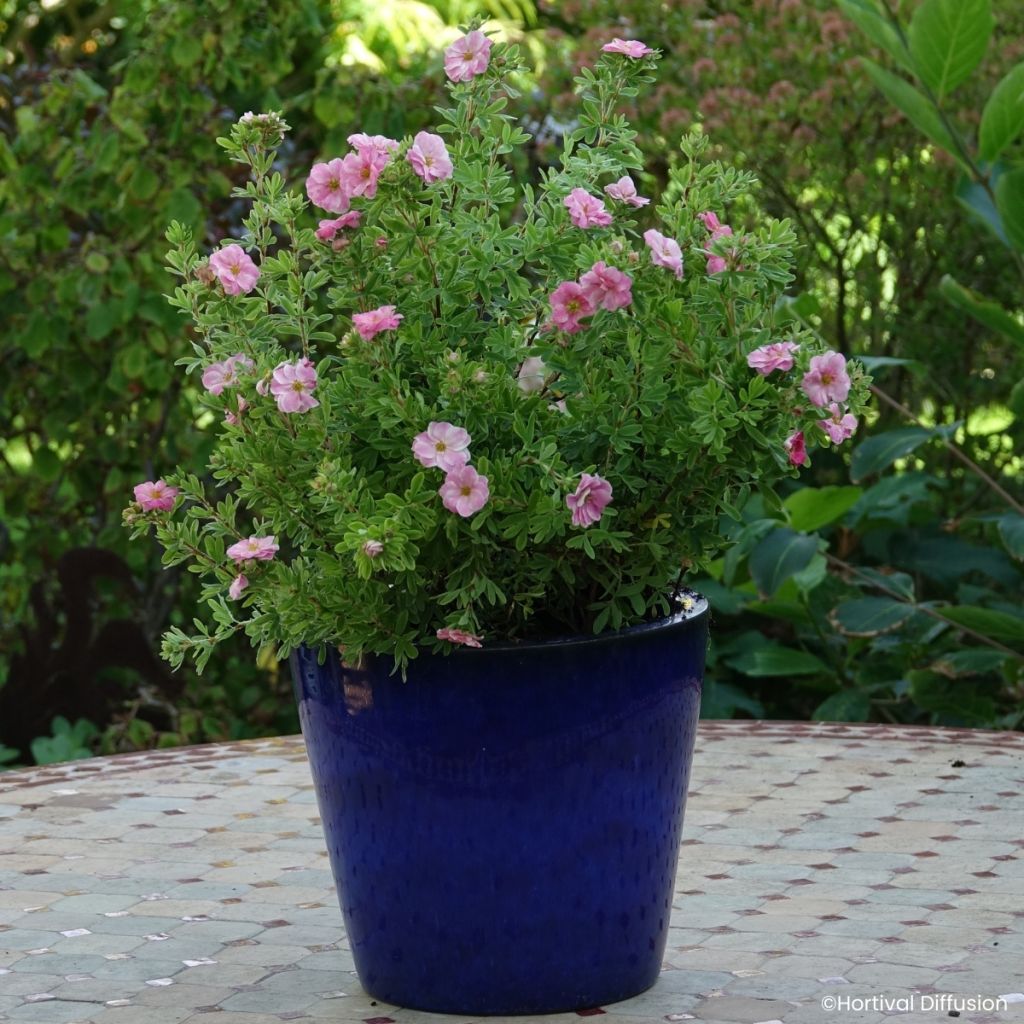 Fingerstrauch Double Punch Pink - Potentilla fruticosa 