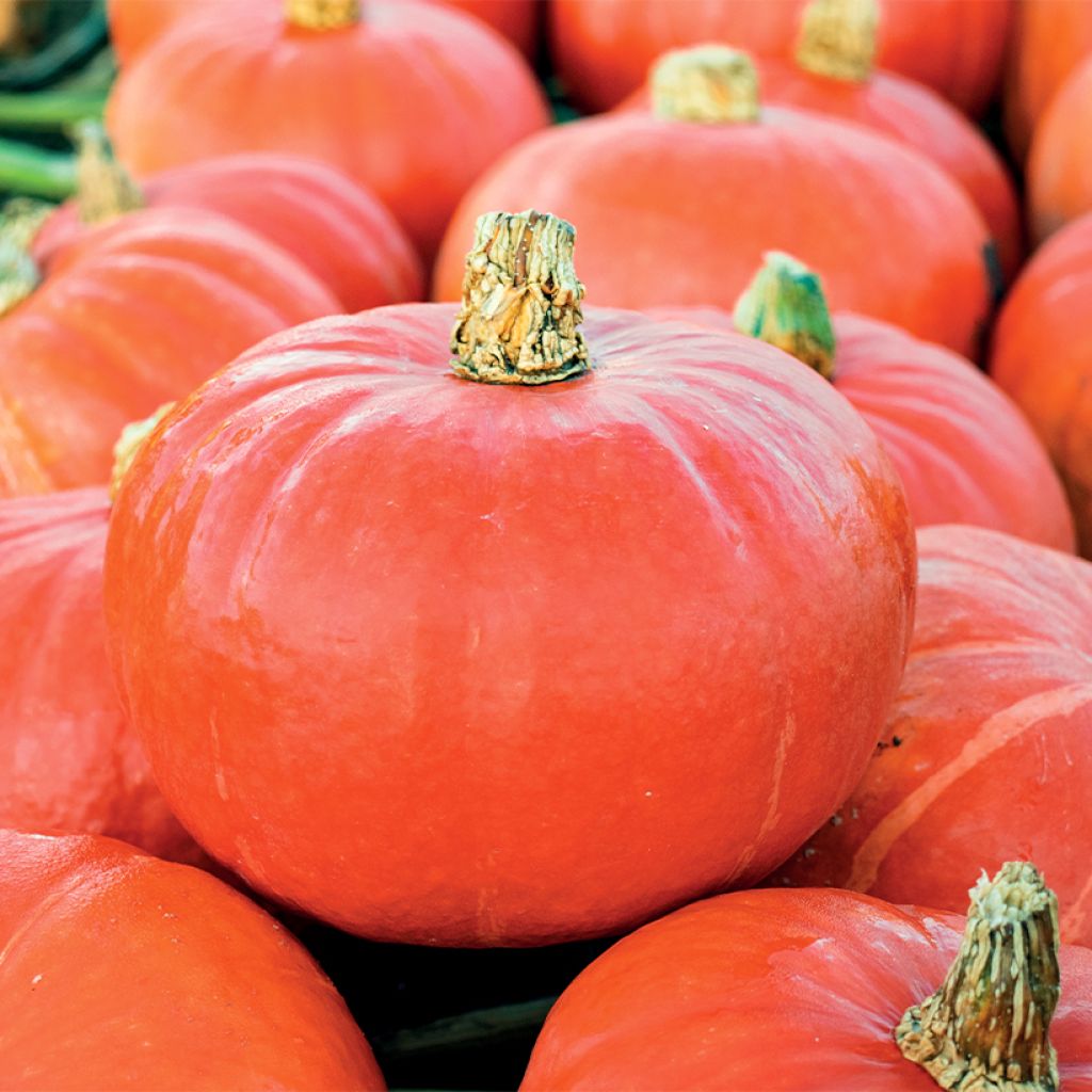 Riesen-Kürbis Flexi Kuri F1 BIO