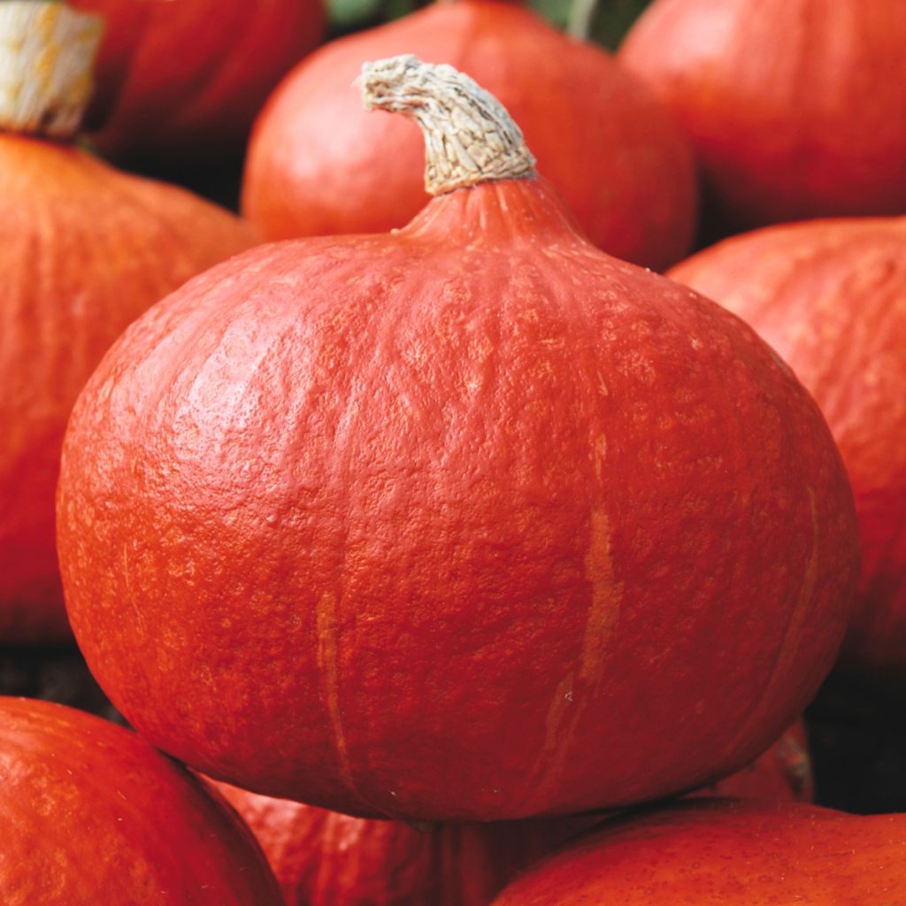 Riesen-Kürbis Orange Summer F1