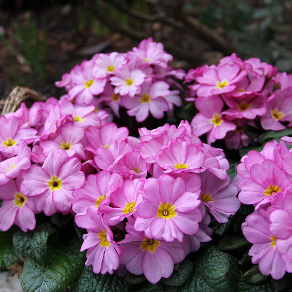 Primula Woodland Rose - Kissenprimel