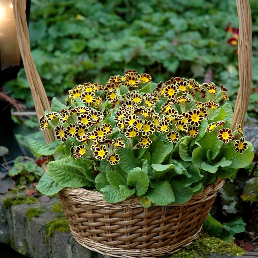 Hohe Schlüsselblume Mister Gold Laced - Primula