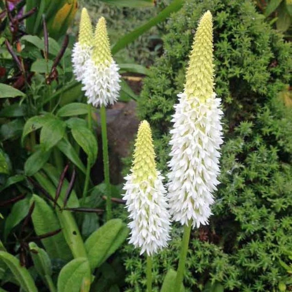 Primula vialii Alison Holland - Primel