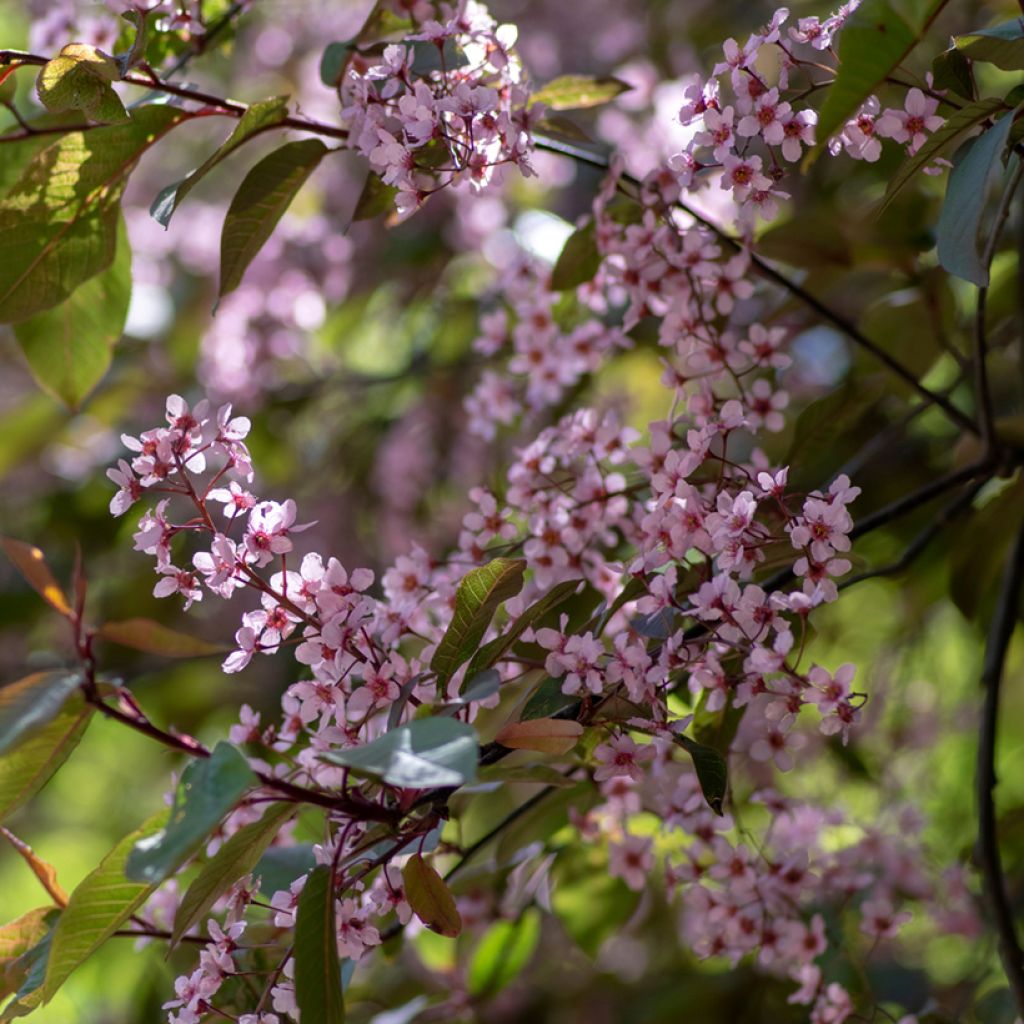Gewöhnliche Trauben-Kirsche Colorata - Prunus padus
