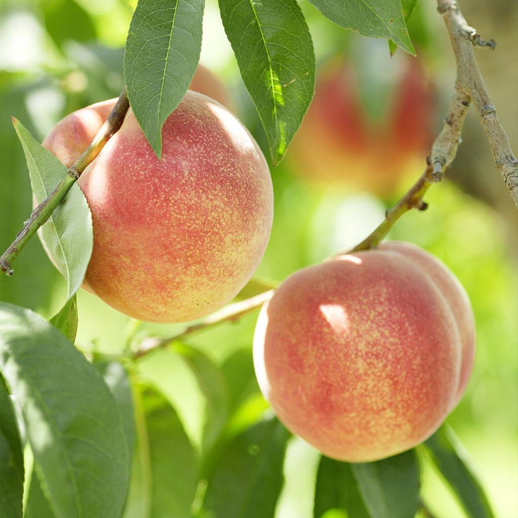 Pfirsich Vigne Blanche
