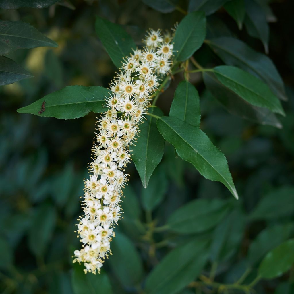 Graines de Laurier du Portugal - Prunus lusitanica