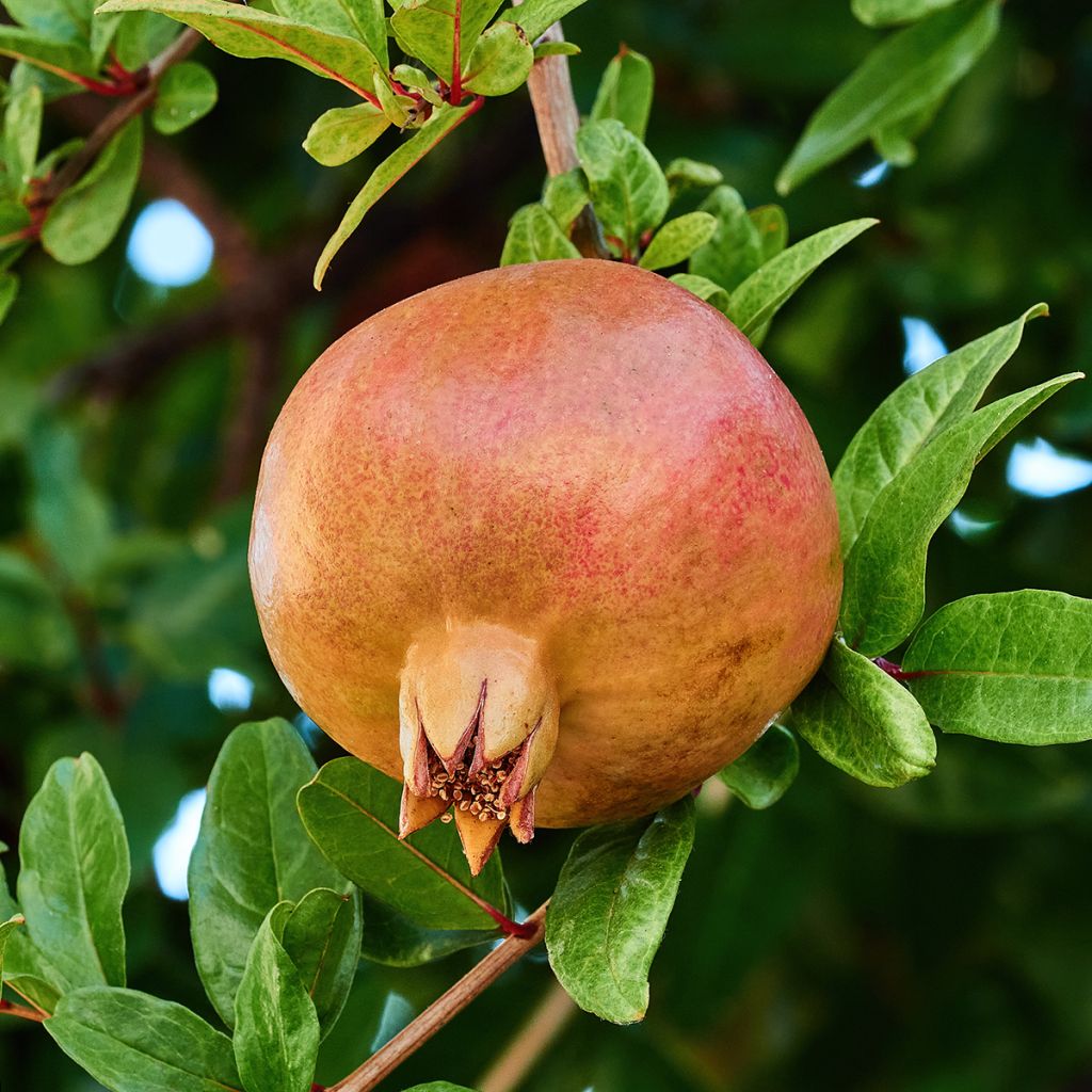 Punica granatum Kazake - Granatapfelbaum