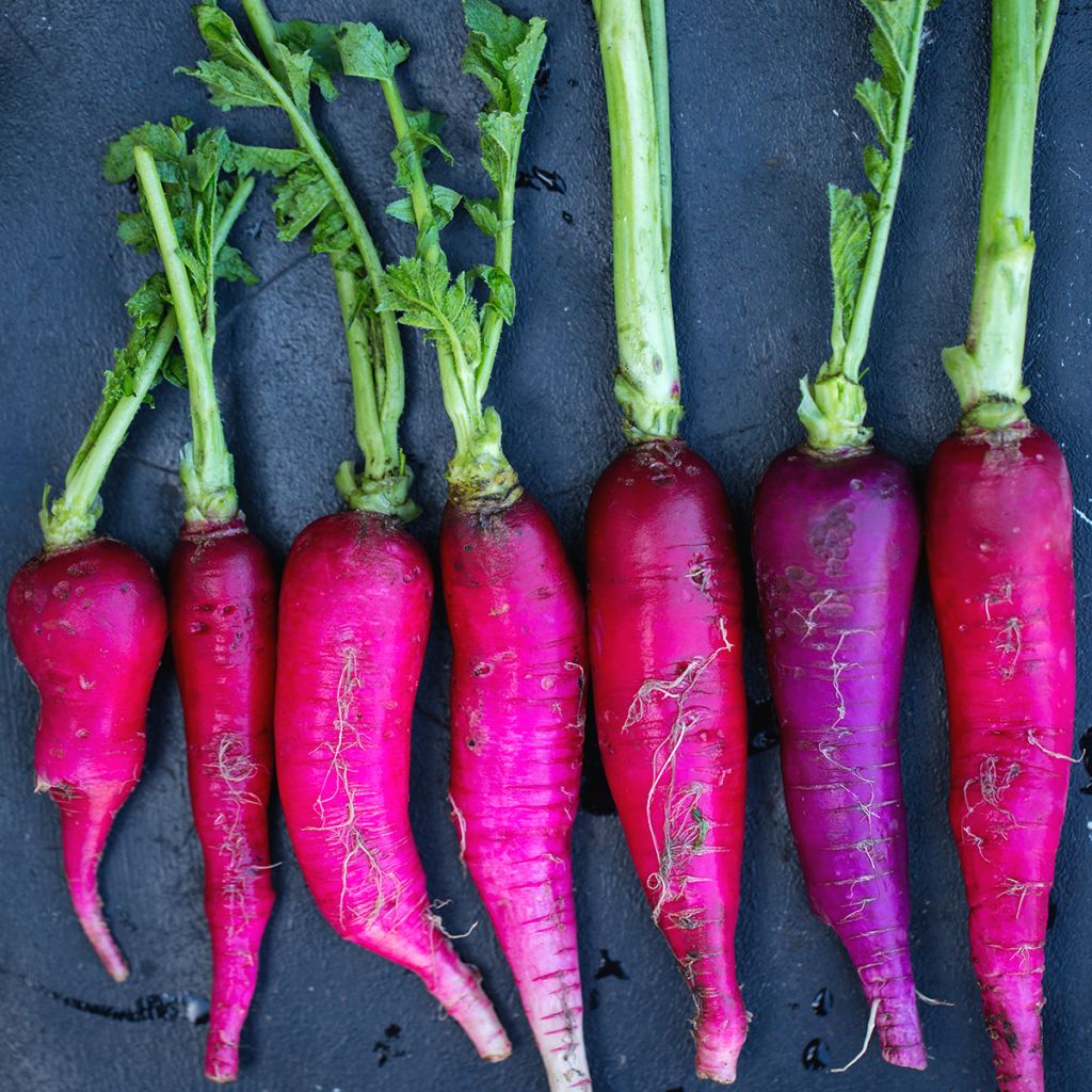 Rettich rave Violet de Gournay