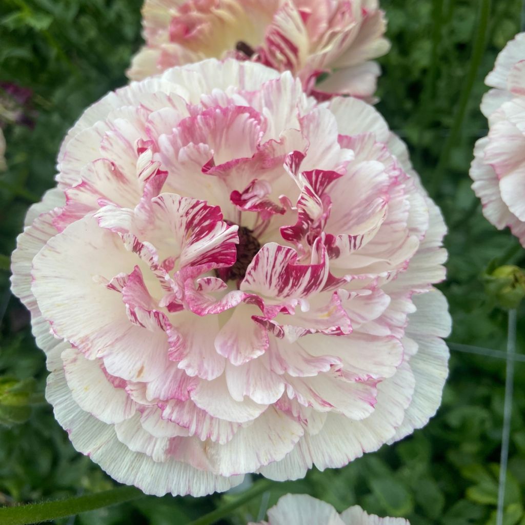 Ranunkel Brushmark Cesar – Ranunculus asiaticus