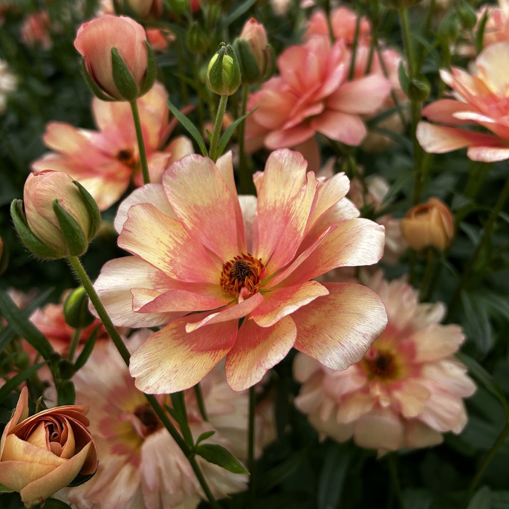 Ranunkel Butterfly Eris – Ranunculus asiaticus