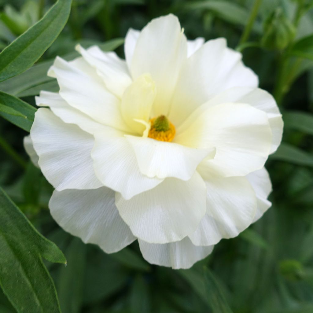 Ranunkel Butterfly Graces – Ranunculus asiaticus