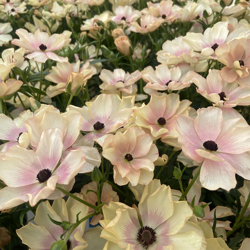 Ranunkel Butterfly Hestia – Ranunculus asiaticus