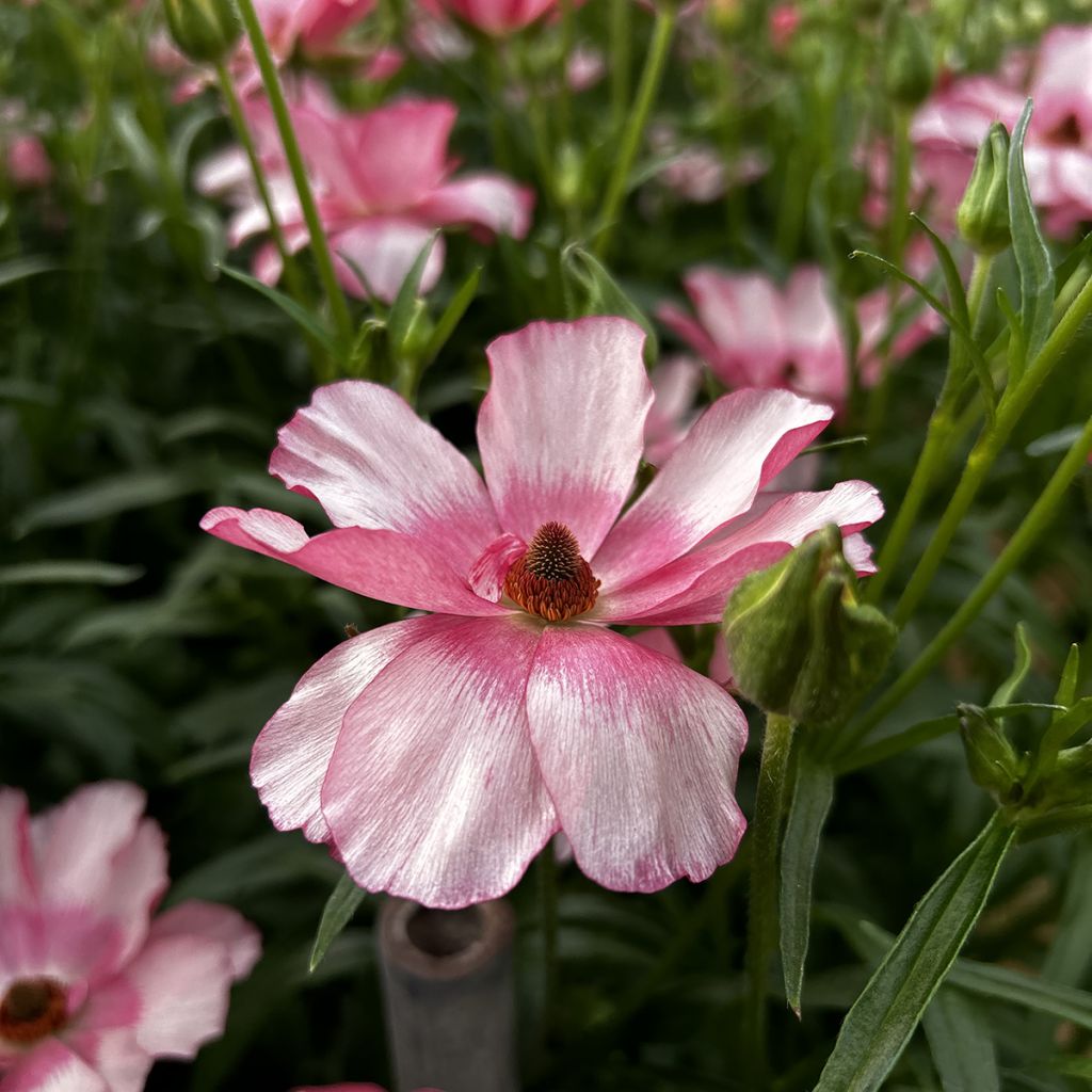 Ranunkel Butterfly Lycia – Ranunculus asiaticus