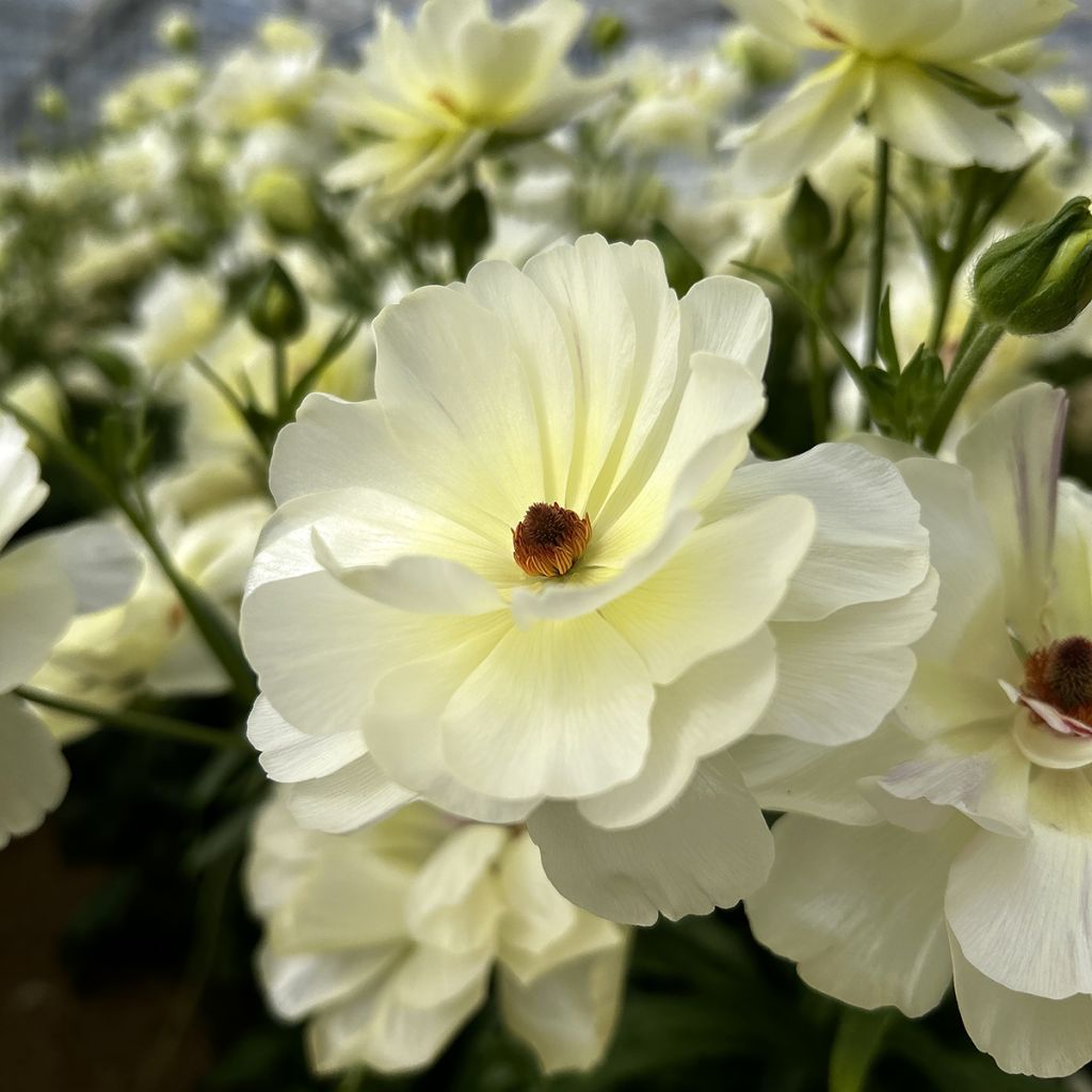 Ranunkel Butterfly Ninos – Ranunculus asiaticus