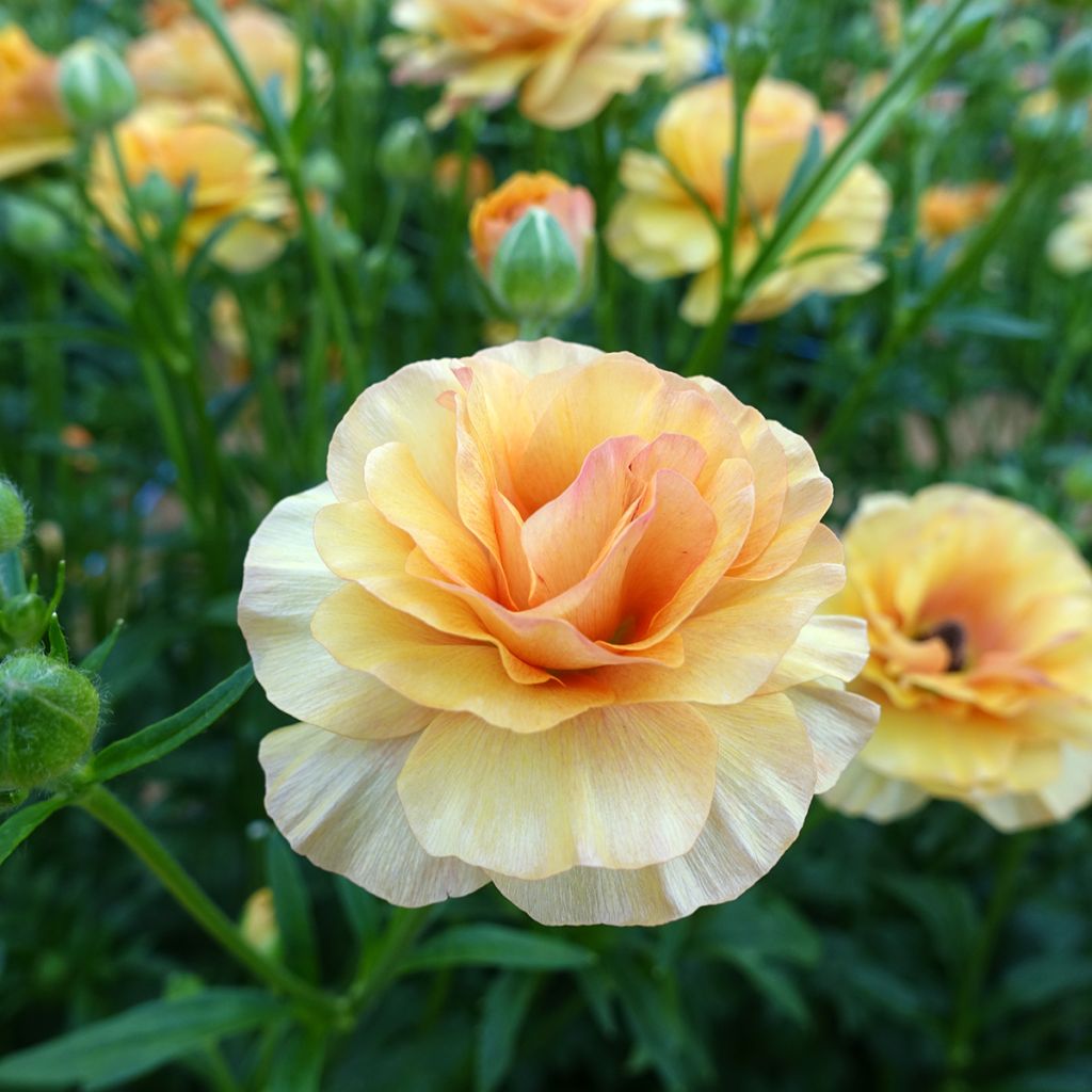 Ranunkel Butterfly Vestalis – Ranunculus asiaticus