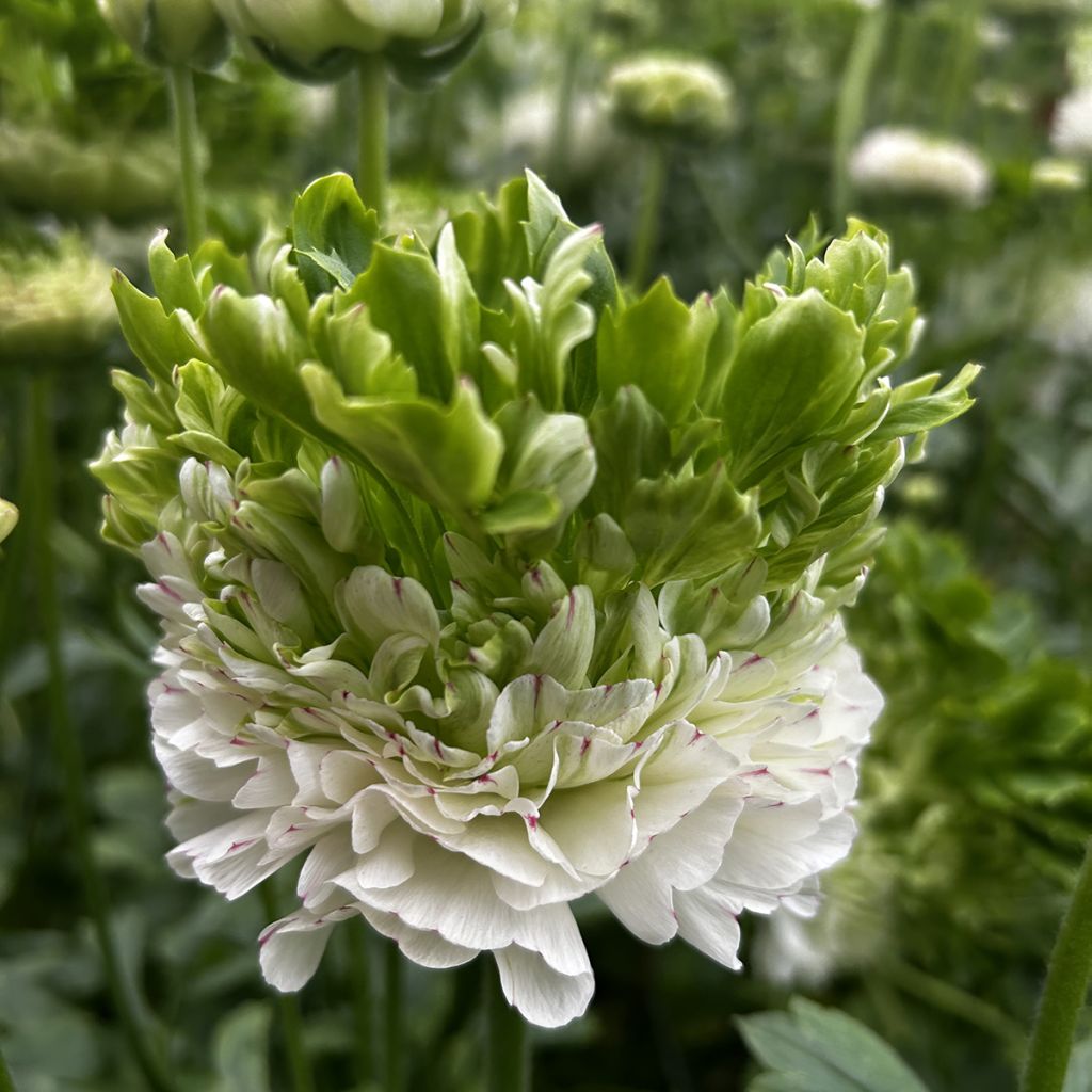 Ranunkel Crown Giverny – Ranunculus asiaticus