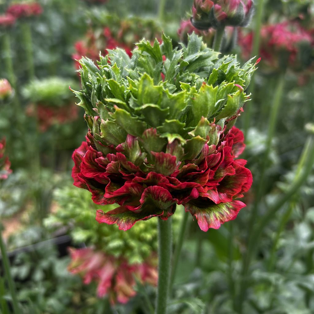 Ranunkel Crown Bastille – Ranunculus asiaticus