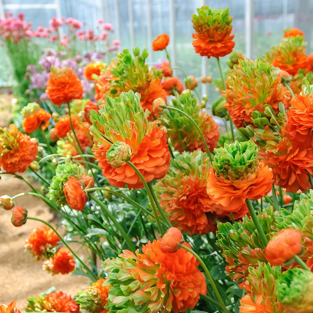 Ranunkel Crown Nervion – Ranunculus asiaticus