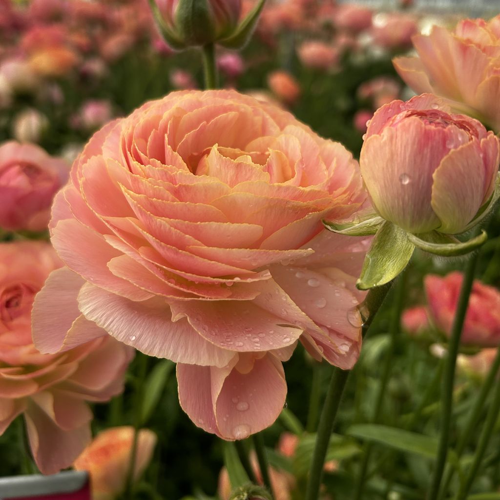 Ranunkel Romance Nohant – Ranunculus asiaticus
